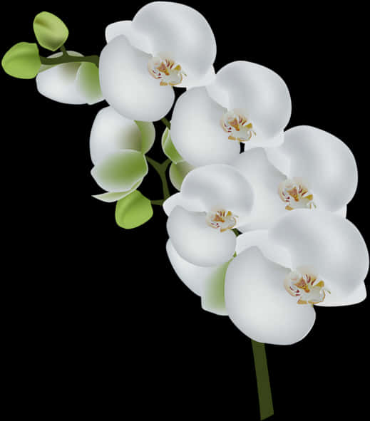 Elegant White Orchids PNG