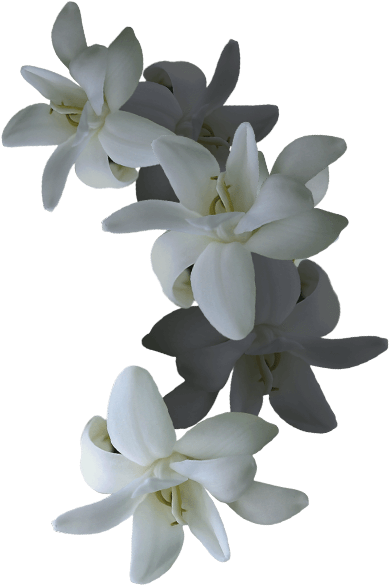 Elegant White Orchids PNG