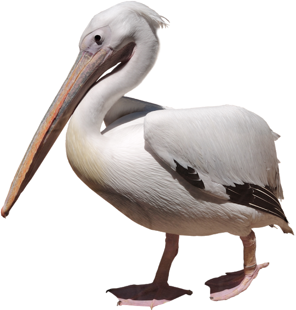 Elegant White Pelican Profile PNG