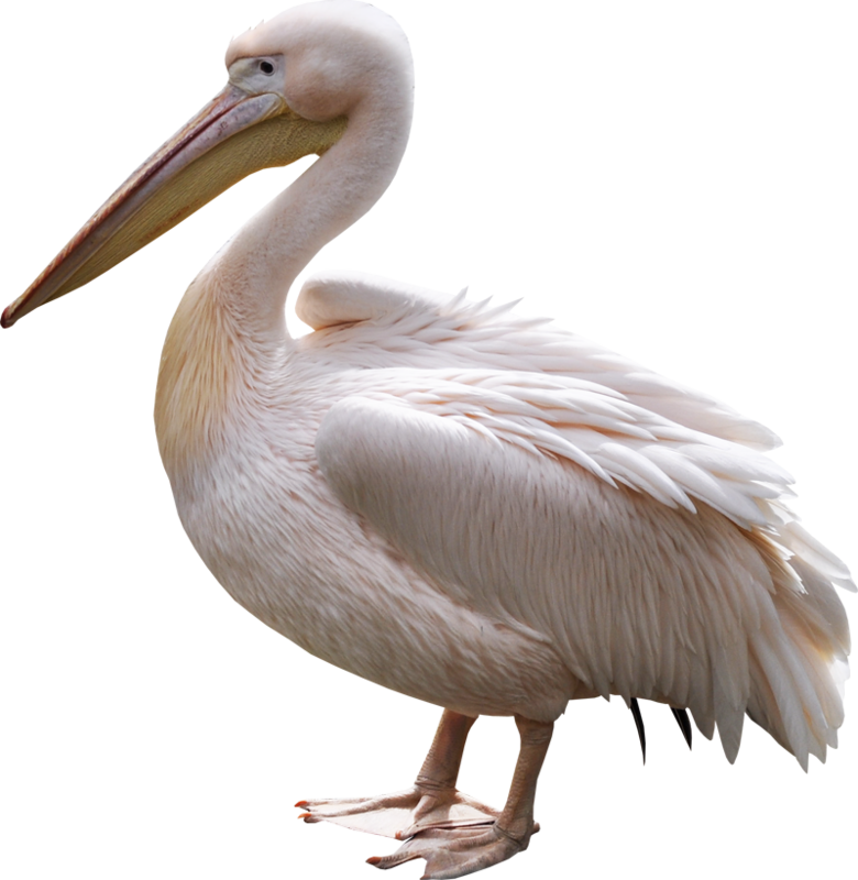 Elegant White Pelican Standing PNG