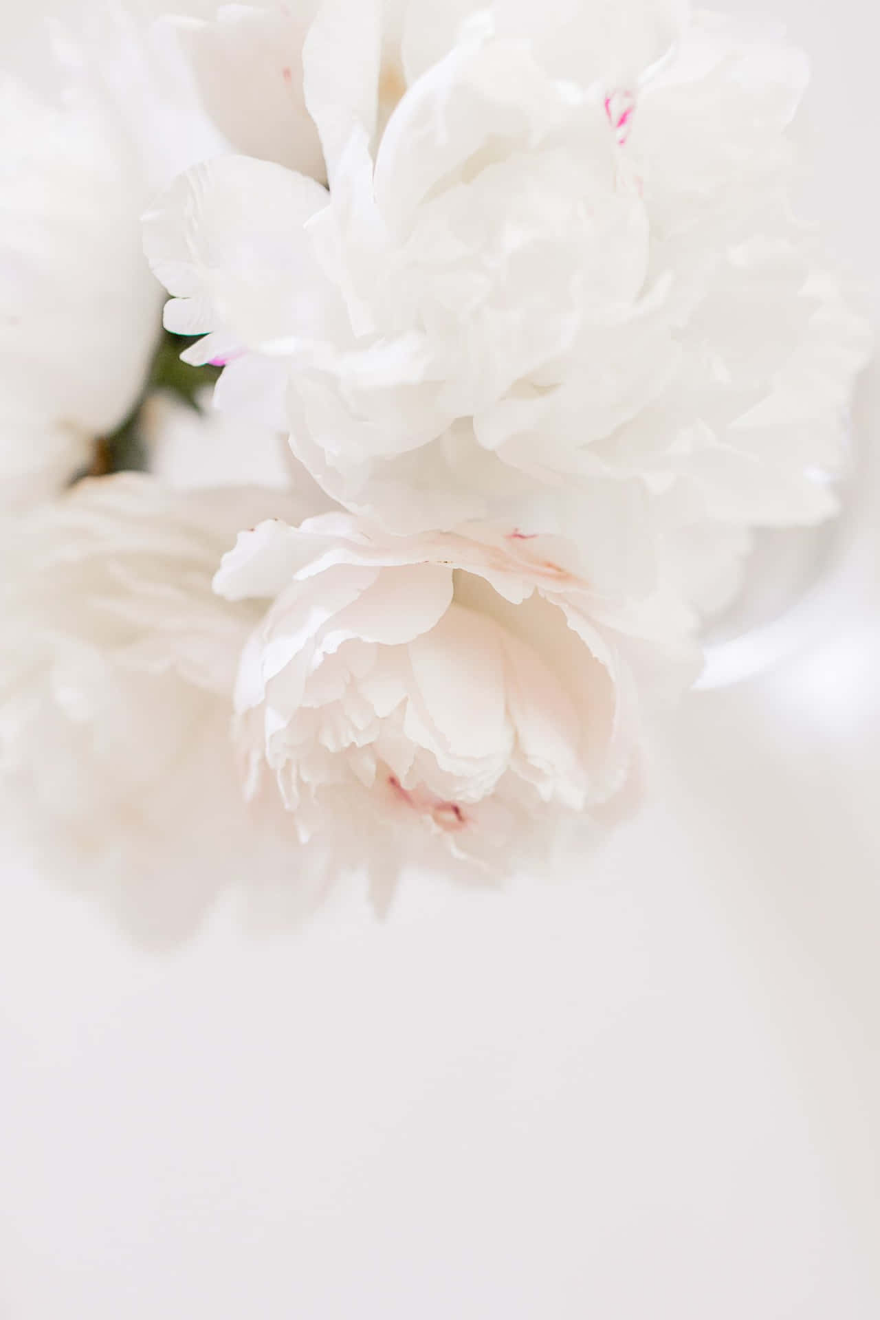 Elegant White Peony Bloom Wallpaper