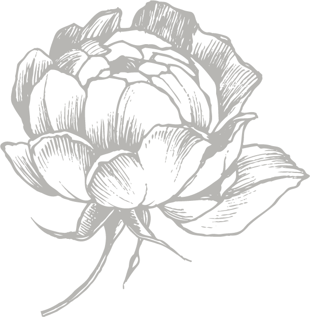 Elegant White Peony Sketch PNG