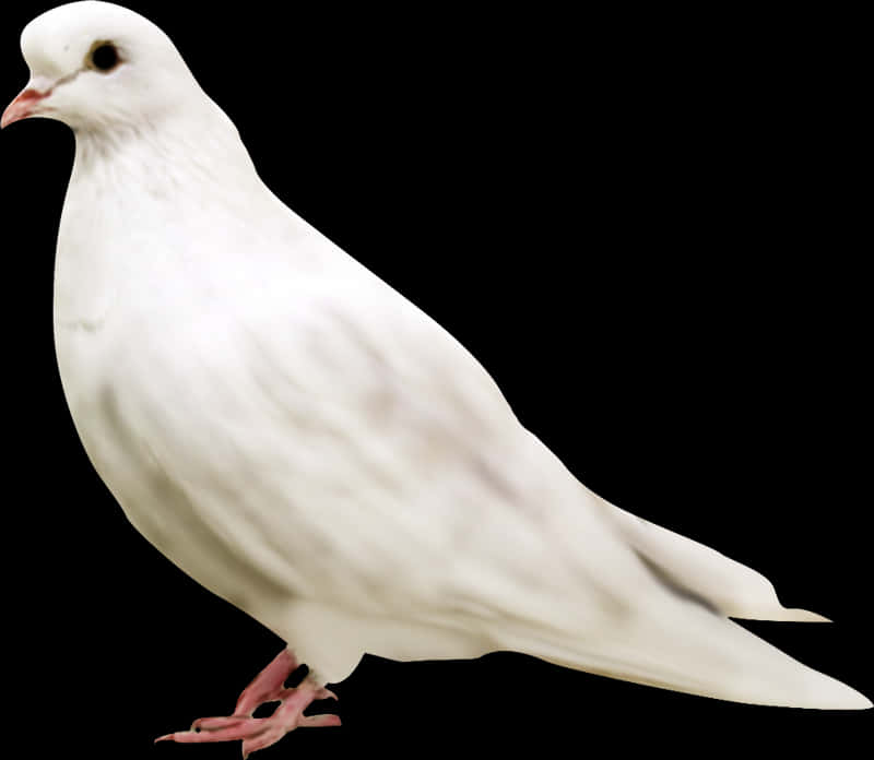 Elegant White Pigeon Profile PNG
