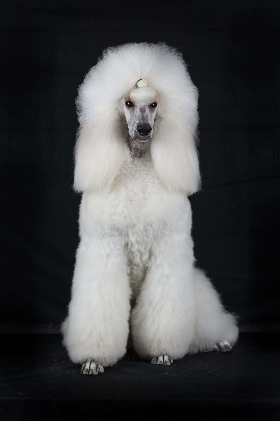 Elegant Hvit Poodle Portrett Bakgrunnsbildet