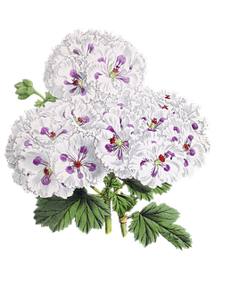 Elegant White Purple Flowered Plant PNG