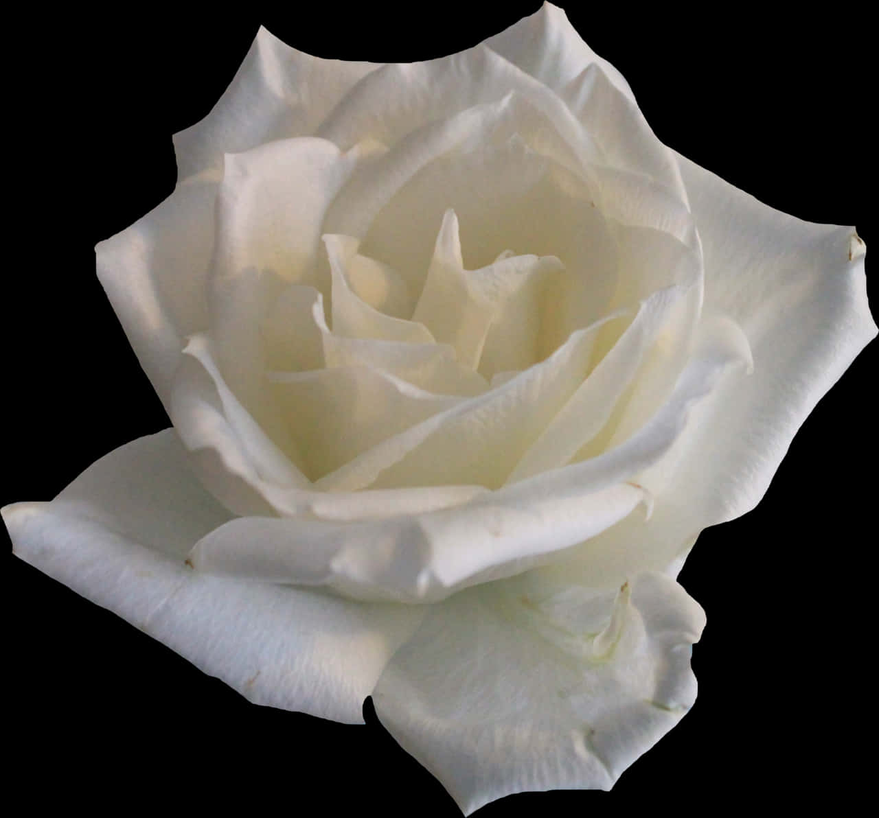 Elegant White Rose Black Background PNG