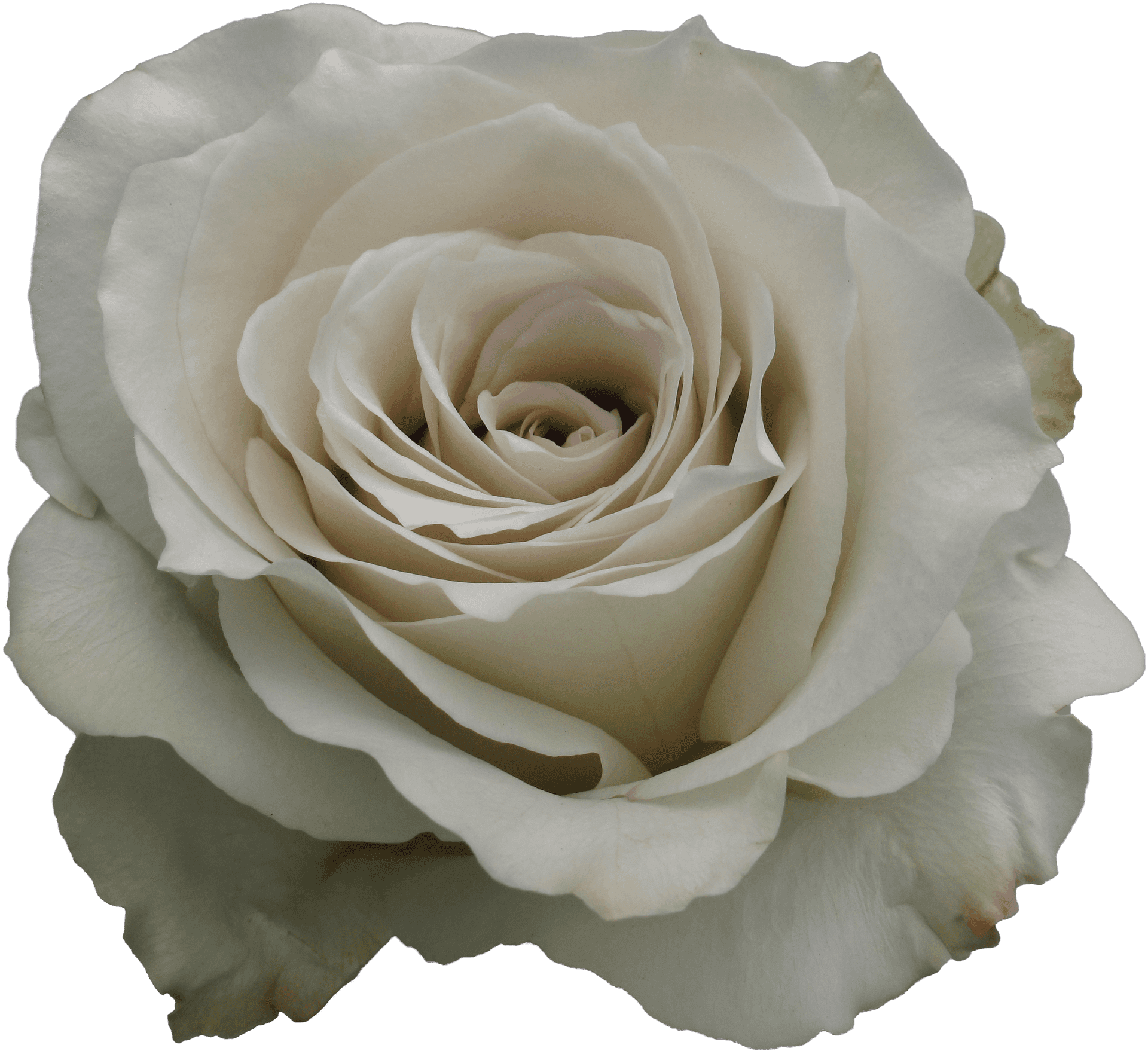 Elegant White Rose Closeup.png PNG