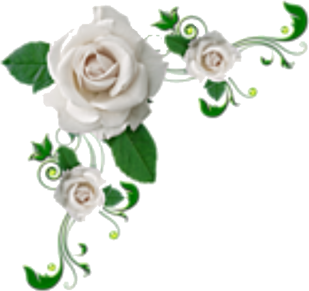 Elegant White Rose Corner Design PNG