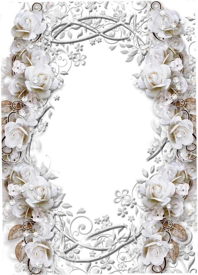 Elegant White Rose Frame PNG