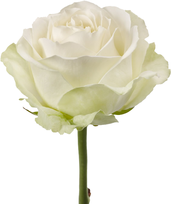 Elegant White Rose PNG