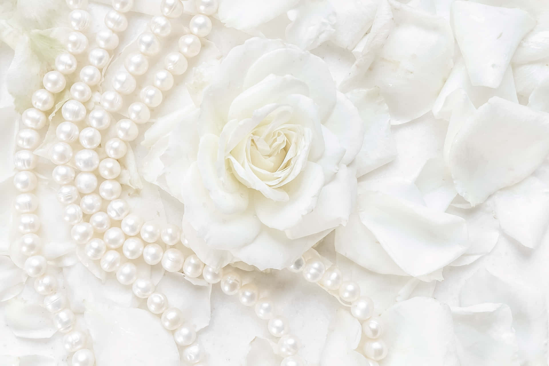 Elegant White Roseand Pearls Wallpaper