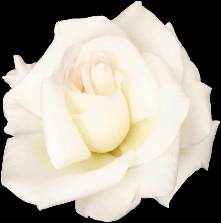 Elegant White Roseon Black Background PNG