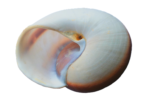 Elegant White Seashell PNG