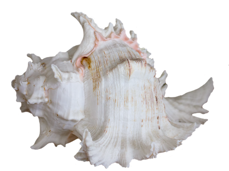 Elegant_ White_ Seashell_on_ Black_ Background.jpg PNG