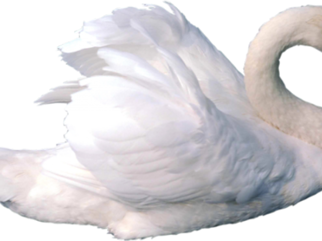 Elegant White Swan Graceful Pose PNG