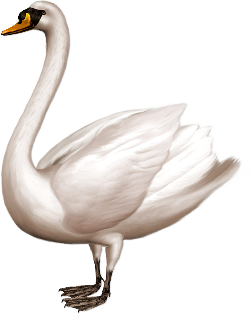 Elegant White Swan Illustration.png PNG
