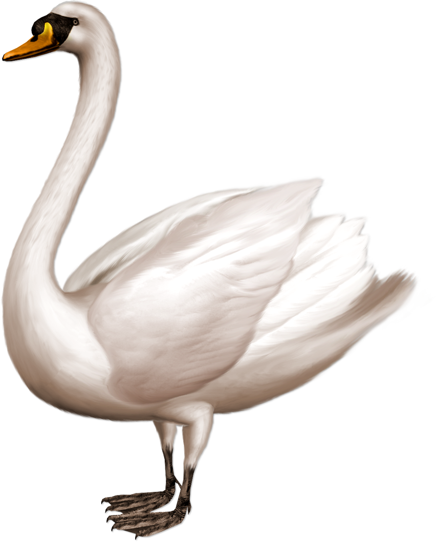 Download Elegant White Swan Illustration.png | Wallpapers.com