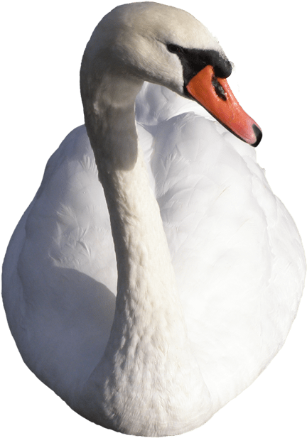 Elegant White Swan Portrait PNG