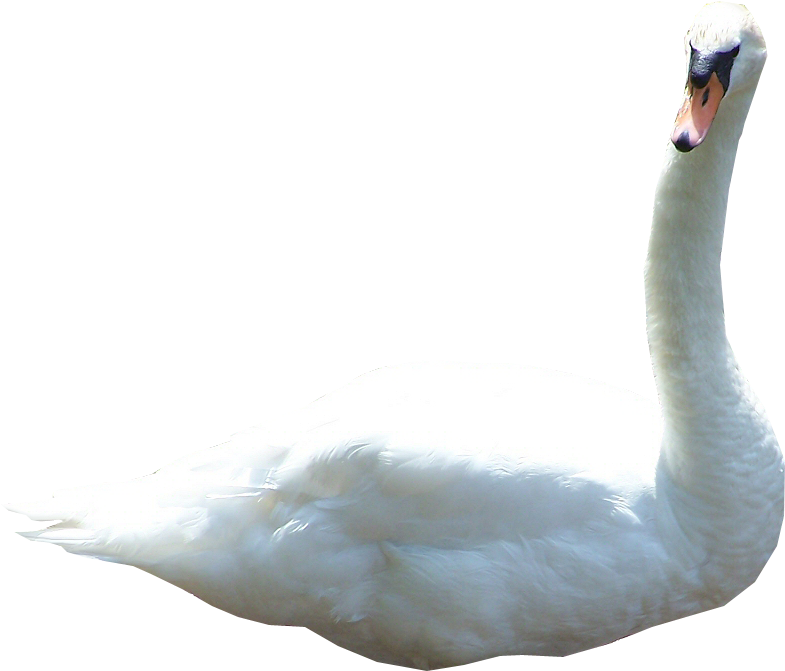 Elegant White Swan Profile PNG