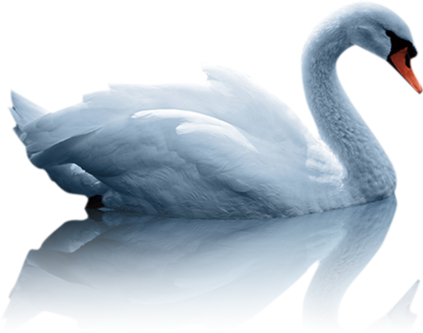 Elegant White Swan Reflection PNG