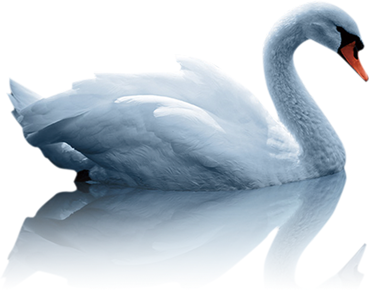 Download Elegant White Swan Reflection | Wallpapers.com