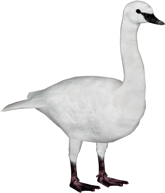 Elegant White Swan Standing PNG