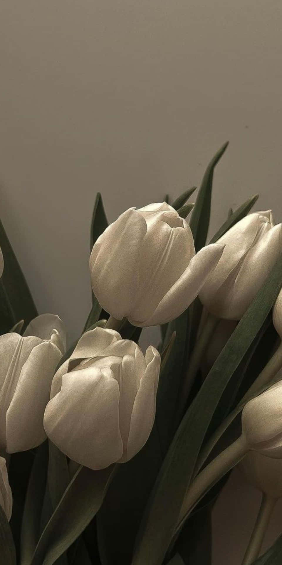 Elegant White Tulips Aesthetic Wallpaper