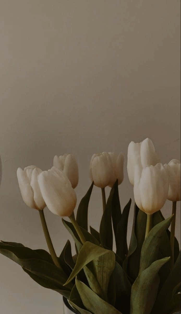 Elegant White Tulips Aesthetic Wallpaper