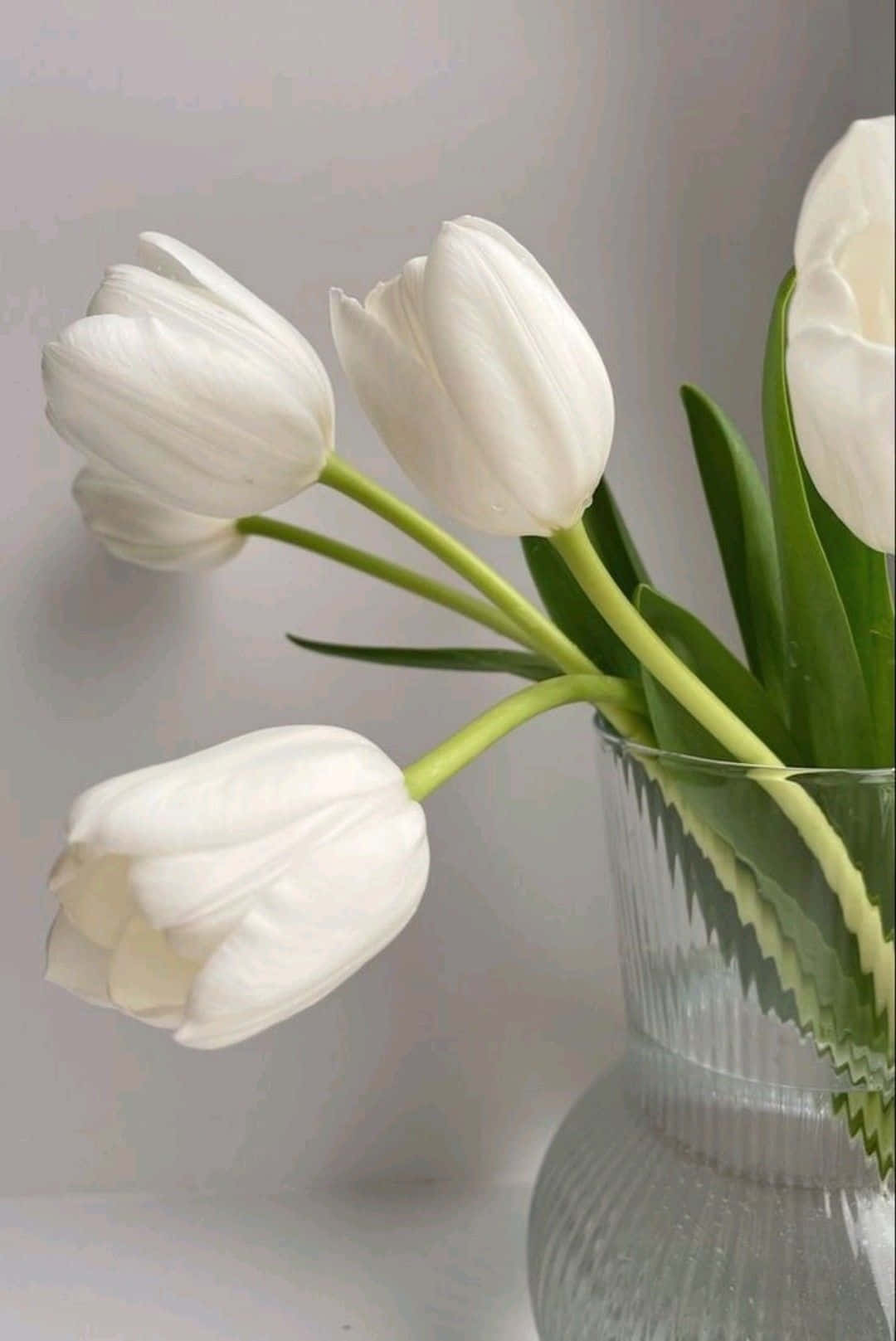 Elegant_ White_ Tulips_in_ Vase.jpg Wallpaper
