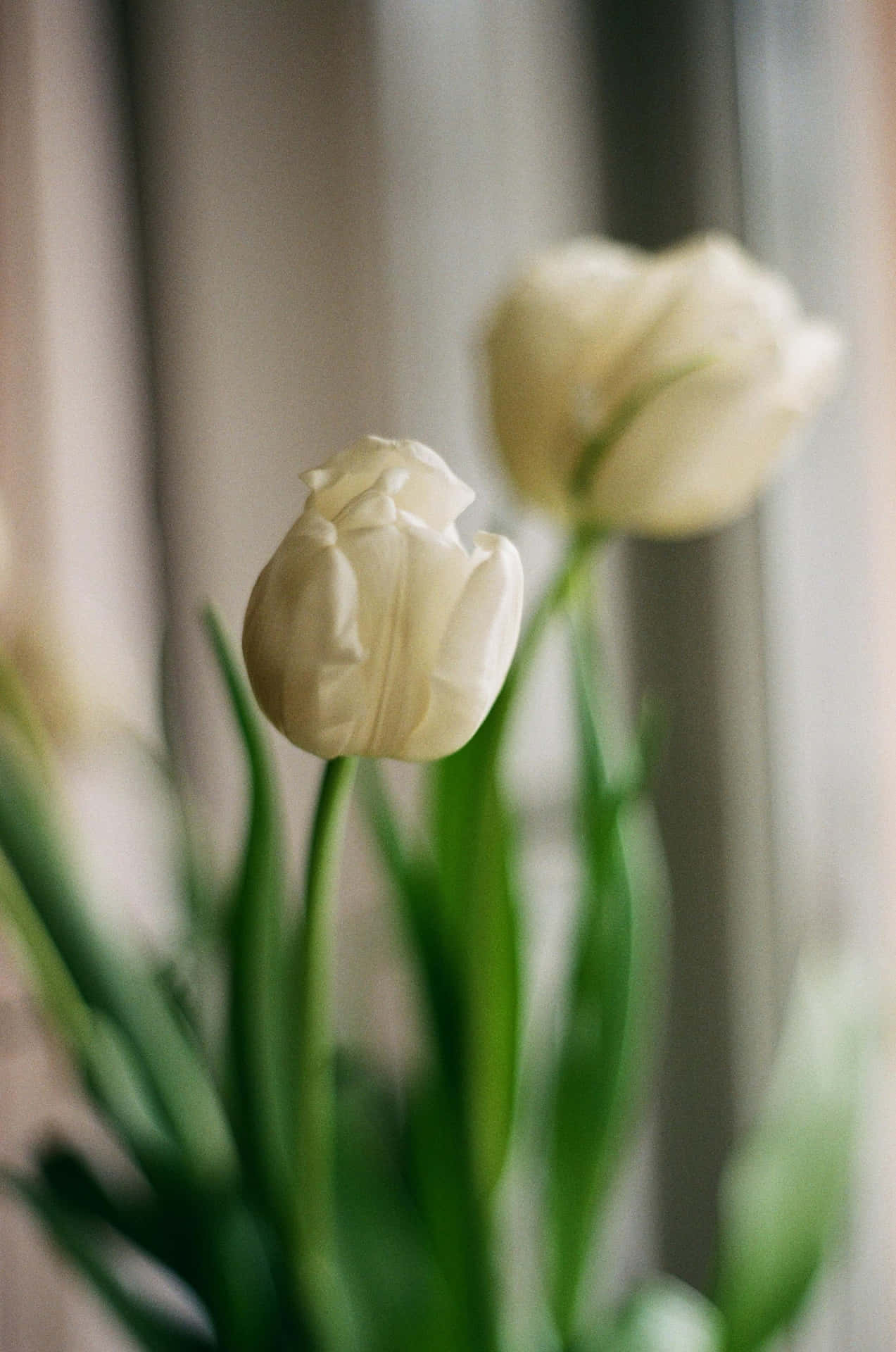 Elegant White Tulips Soft Focus Wallpaper