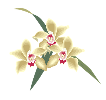 Elegant Yellow Orchids PNG