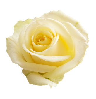 Elegant Yellow Rose Black Background PNG