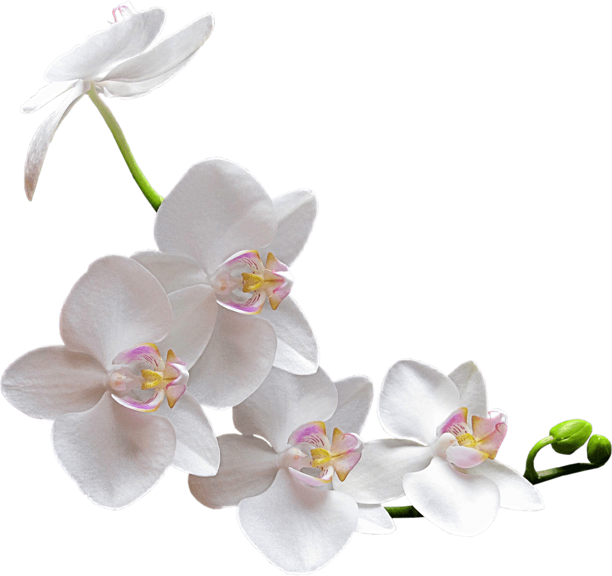 Download Elegant_ White_ Orchid_ Branch.png | Wallpapers.com