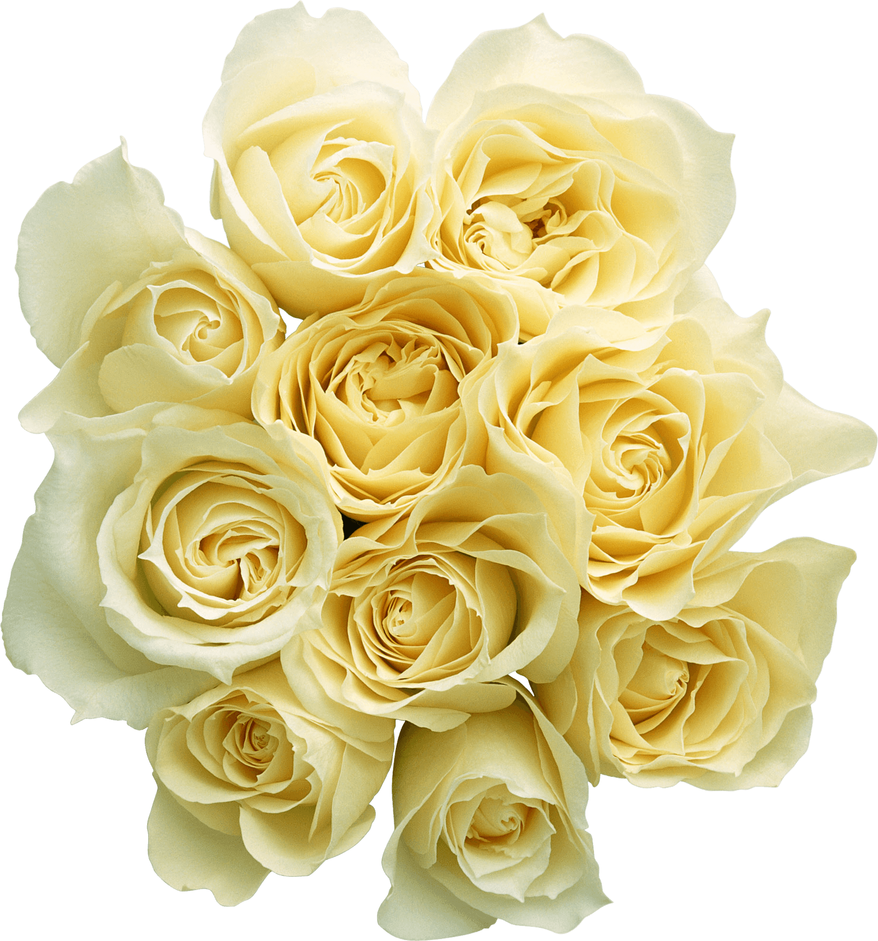 Elegant_ Yellow_ Roses_ Bouquet PNG