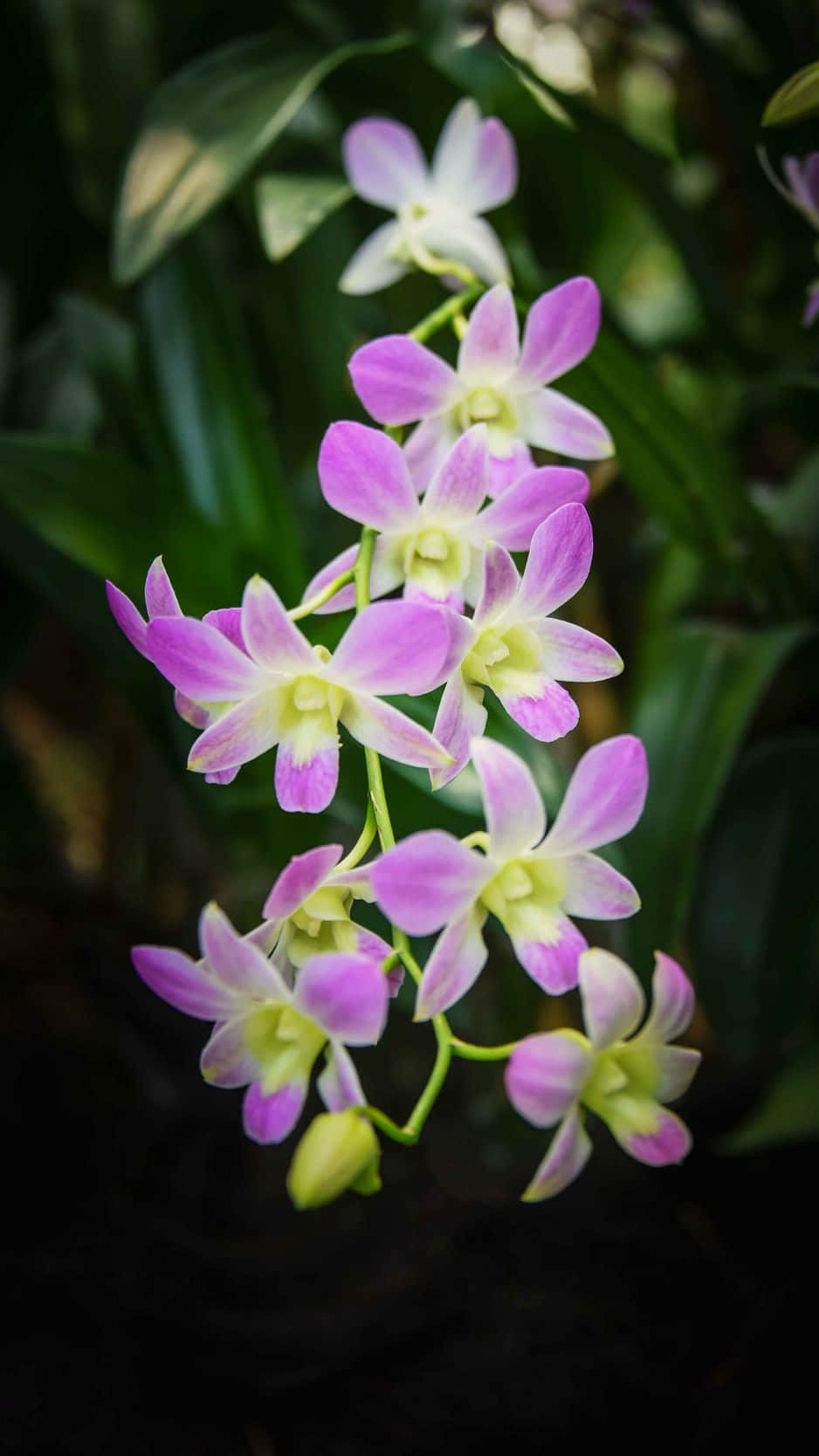 Elegantefiore Di Orchidea