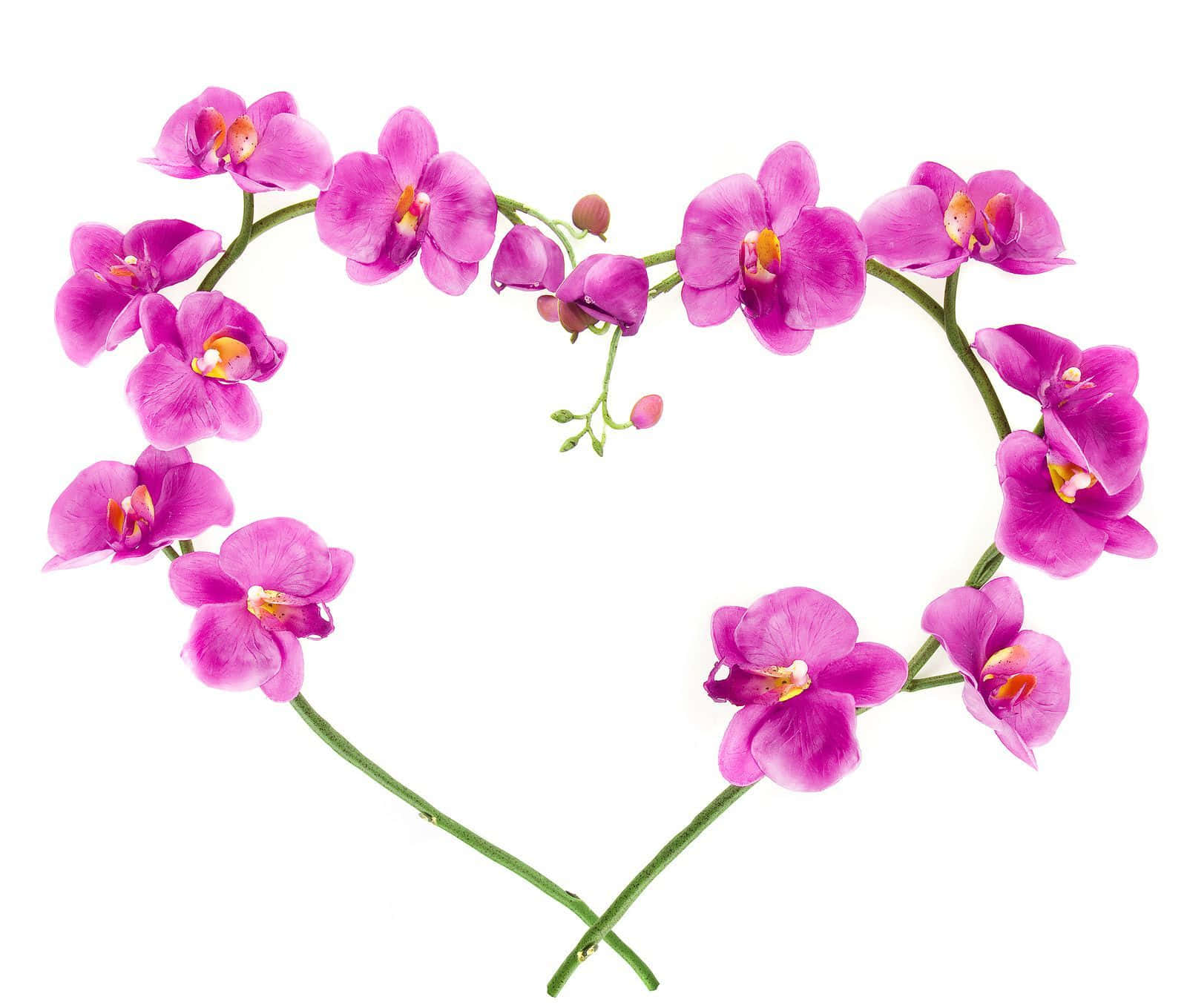 Elegantefioritura Di Orchidee In Un Giardino Mistico