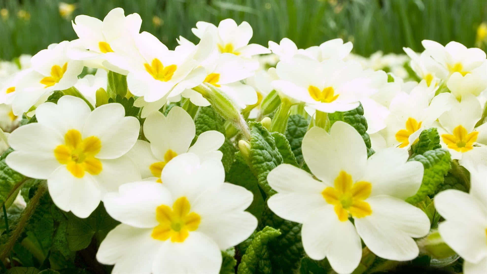 Elegantesflores Blancas En Plena Floración.
