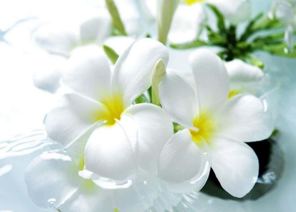 Elegantesflores Blancas Floreciendo En Un Jardín.