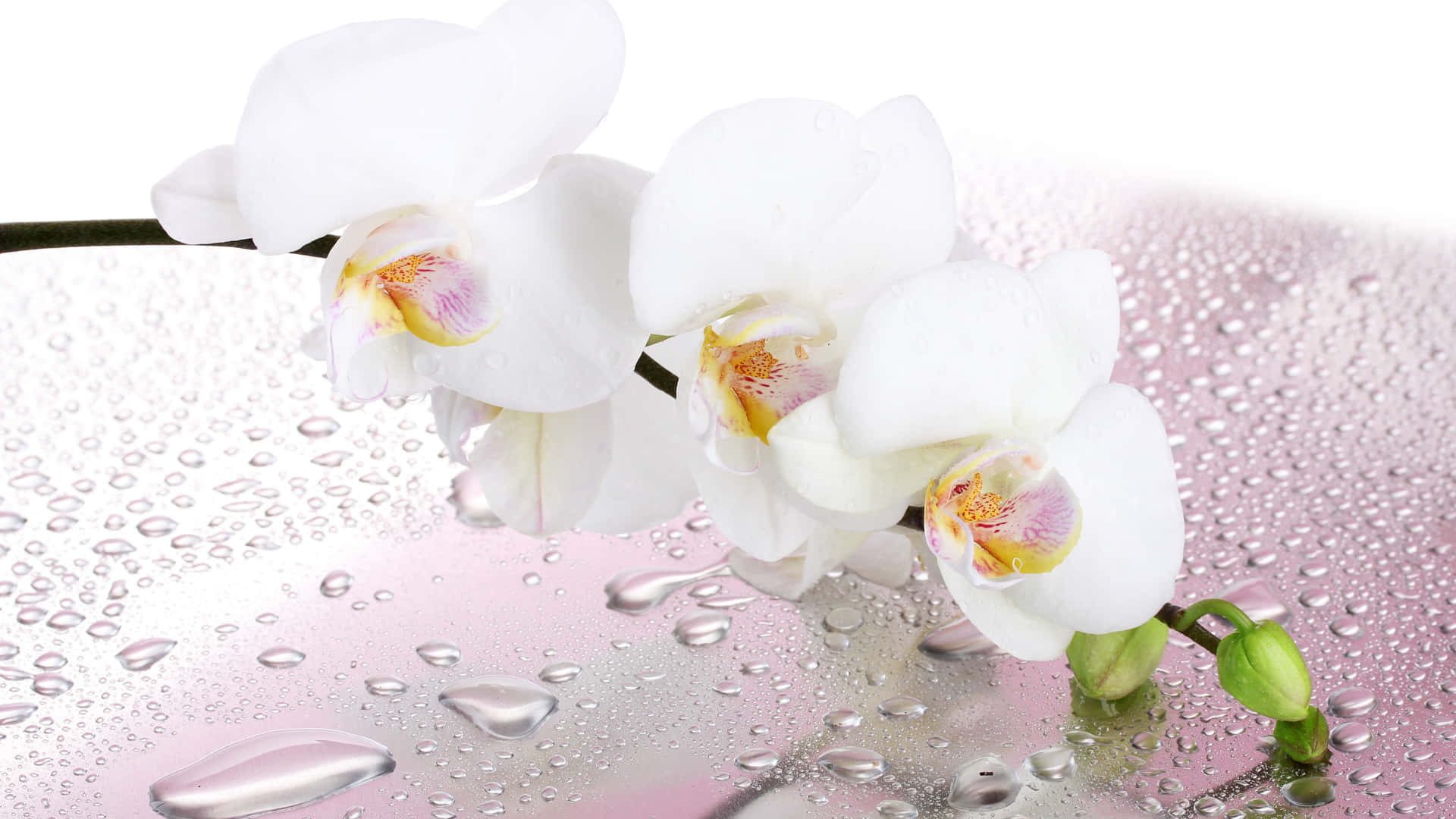 Elegantesflores De Orquídeas Contra Un Fondo Suave
