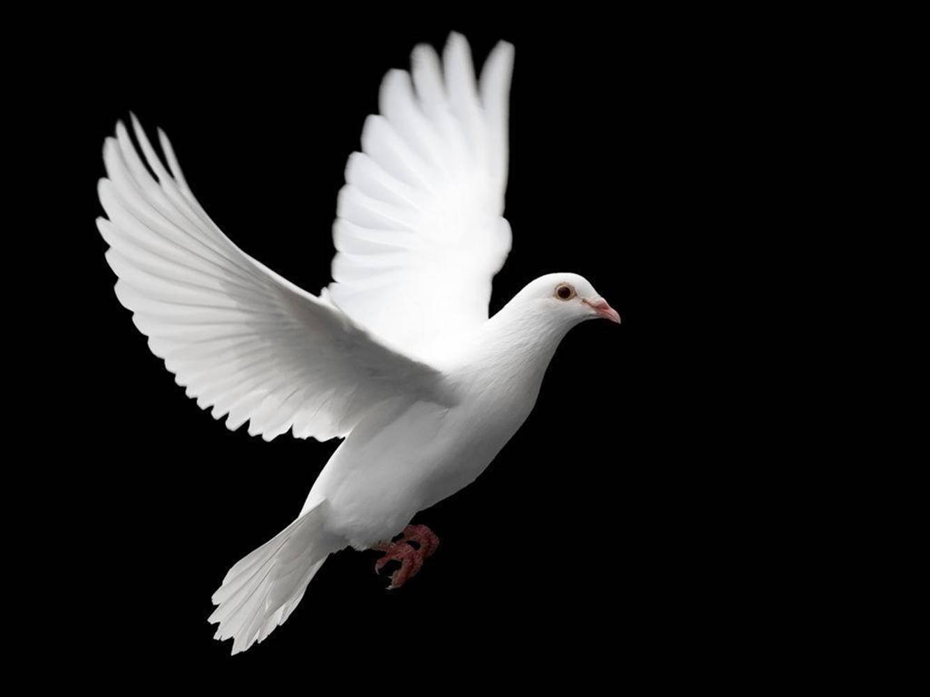 Elegantly Flying White Dove Bird Wallpaper