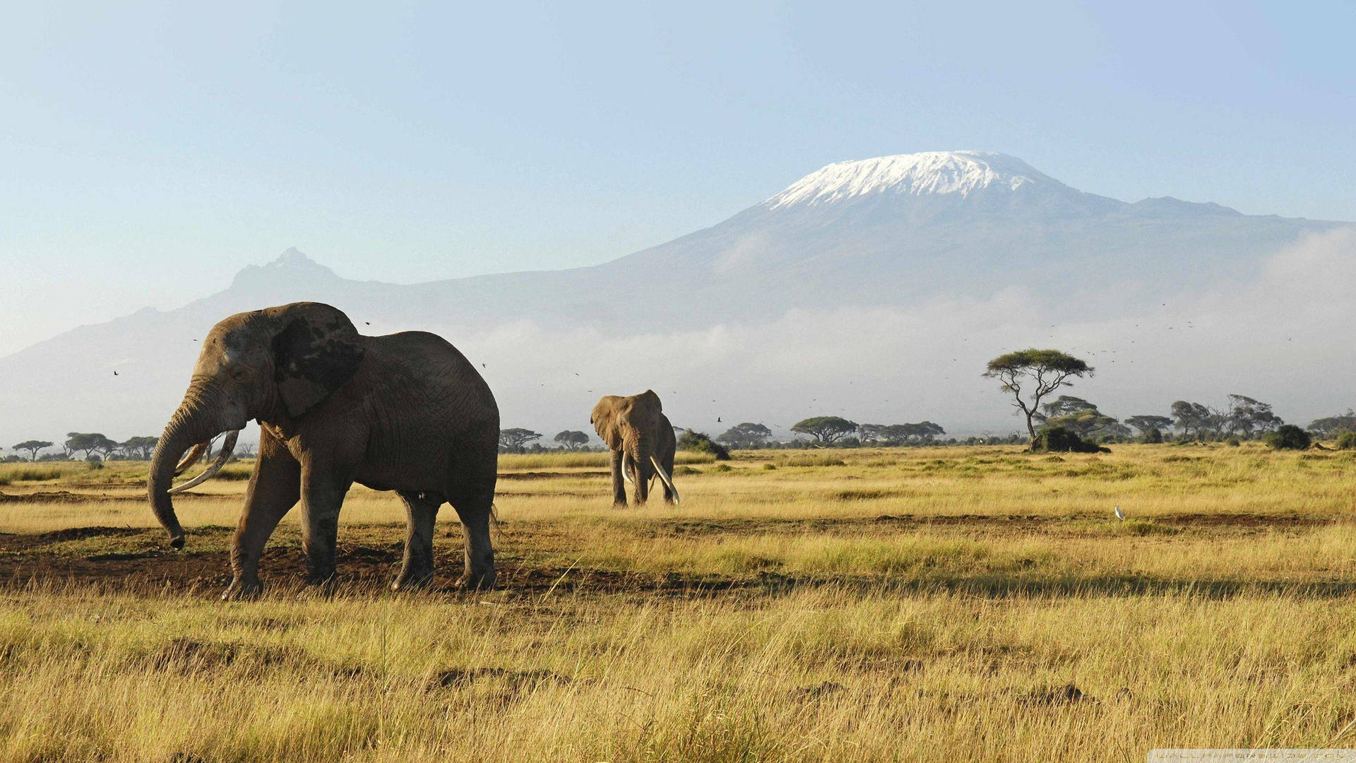 Elephant And Mountains In Africa Wallpaper