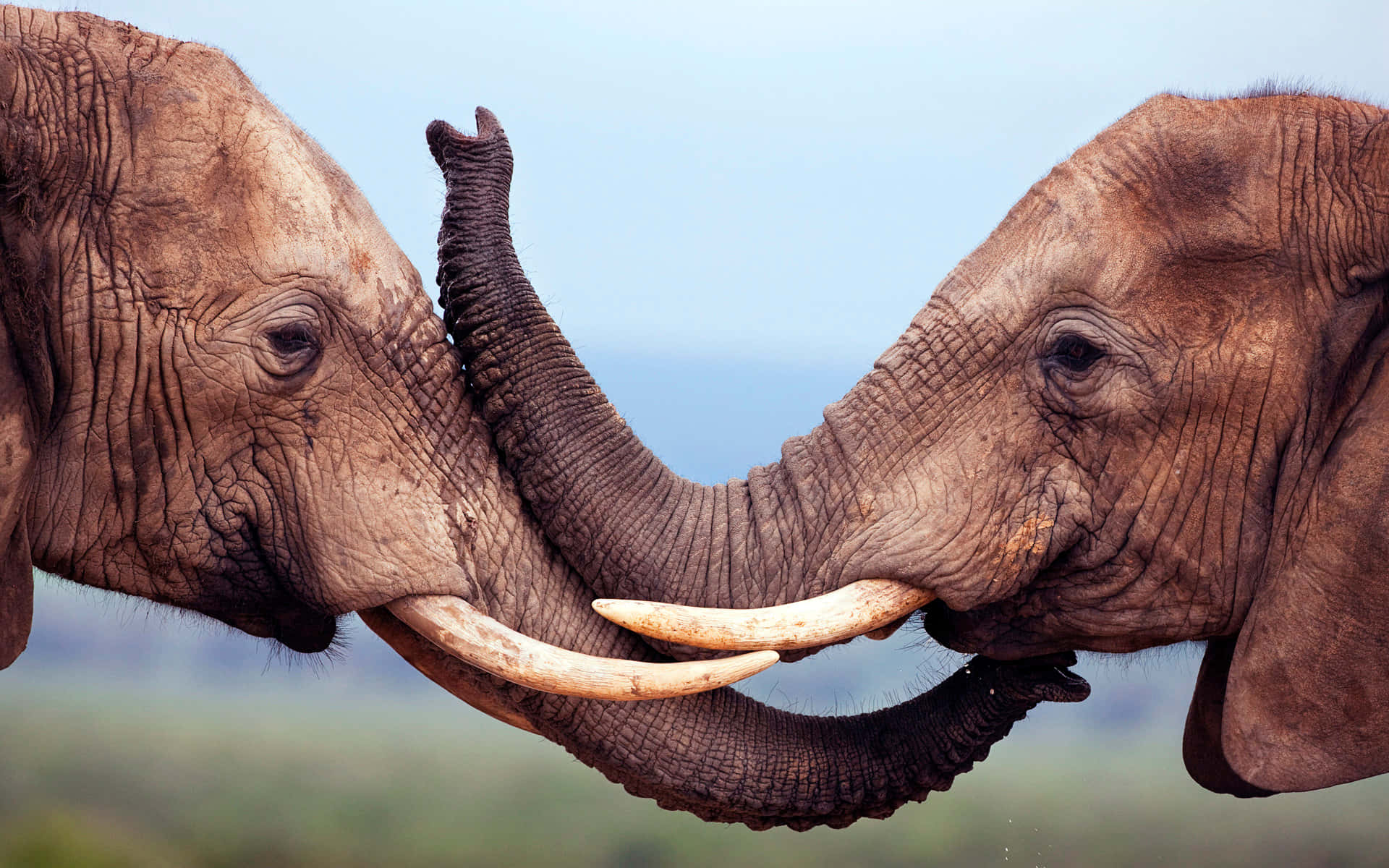 Majestætiskafrikansk Elefant I Det Vilde