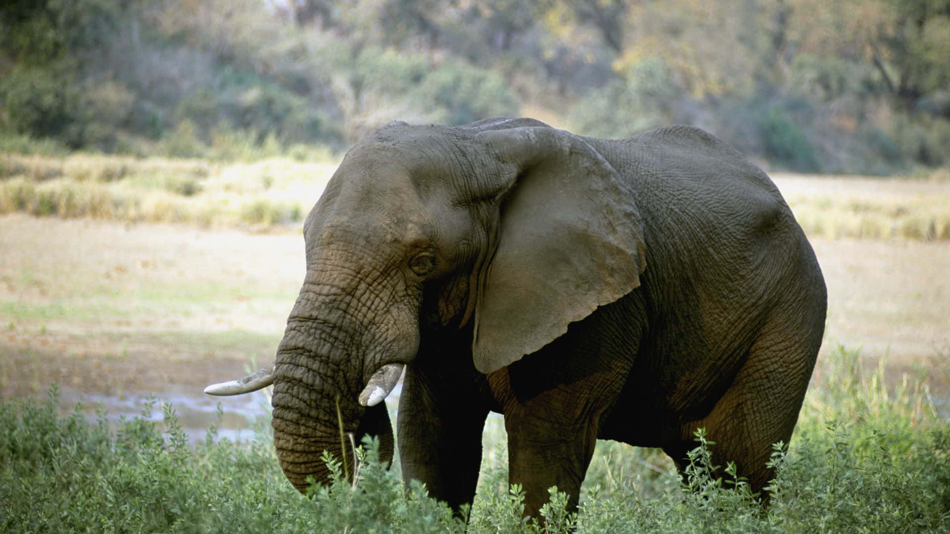 Enelefant På Den Afrikanske Savanne