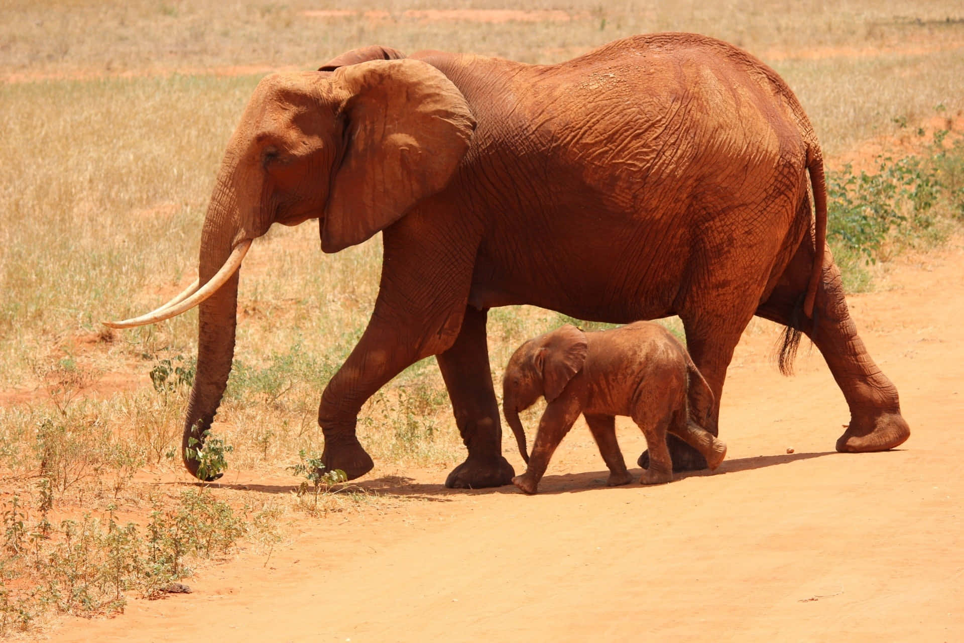 Enafrikansk Elefant I Sin Naturliga Miljö