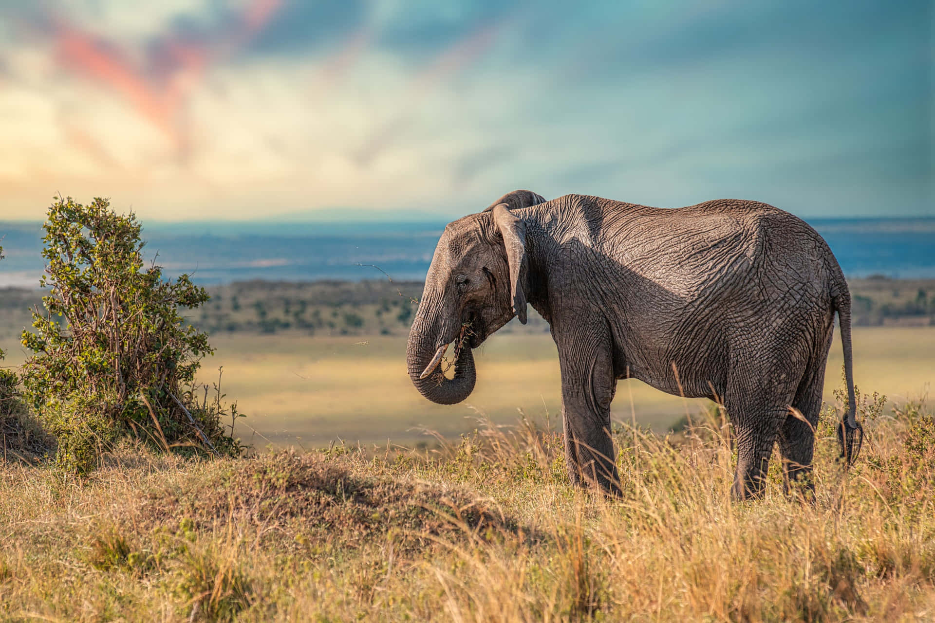 Einmajestätischer Elefant Steht Auf Einem Berg Und Schaut In Die Ferne.