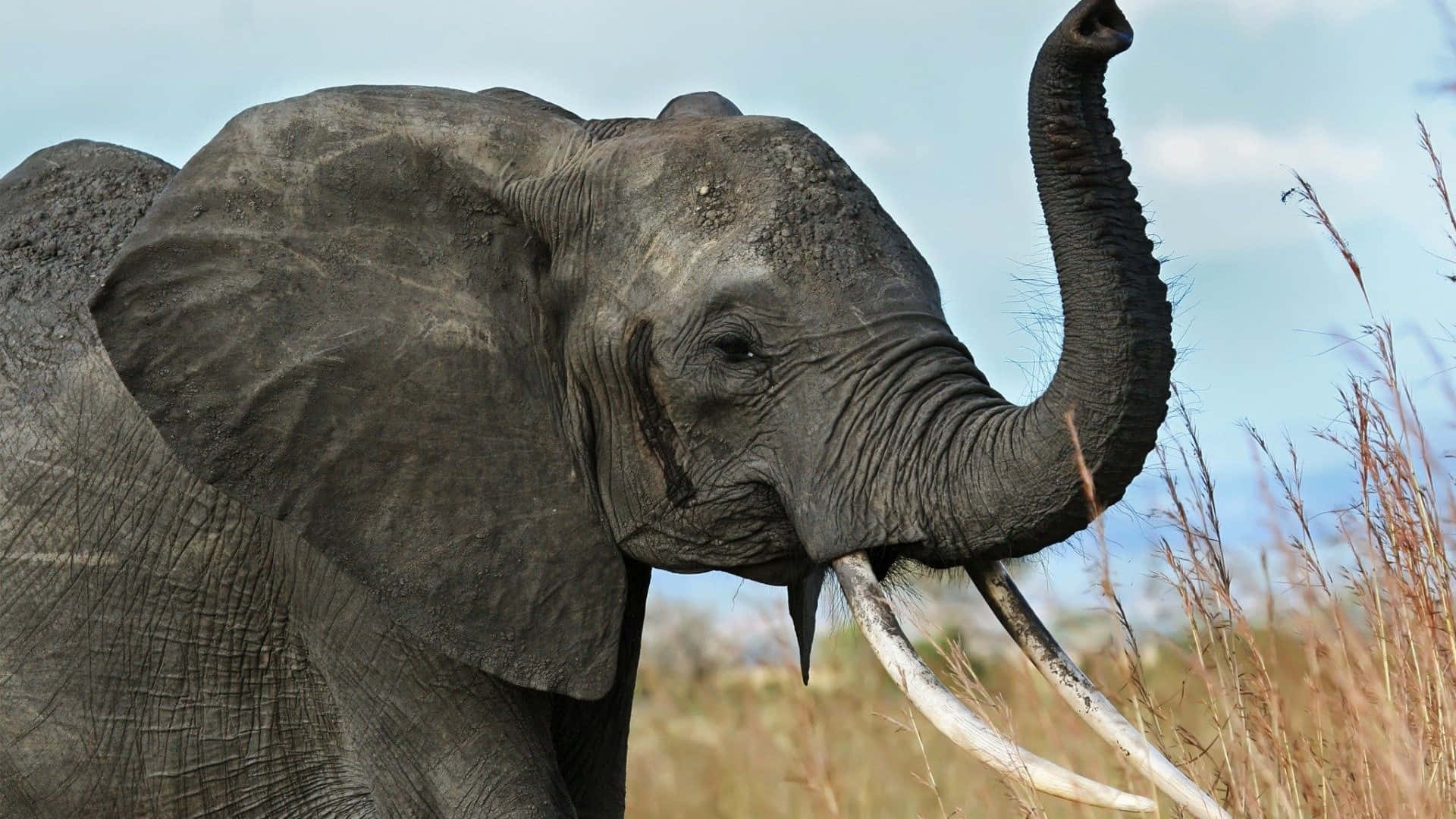 Einmajestätischer Afrikanischer Elefant Steht Allein In Einem Weiten Offenen Raum.