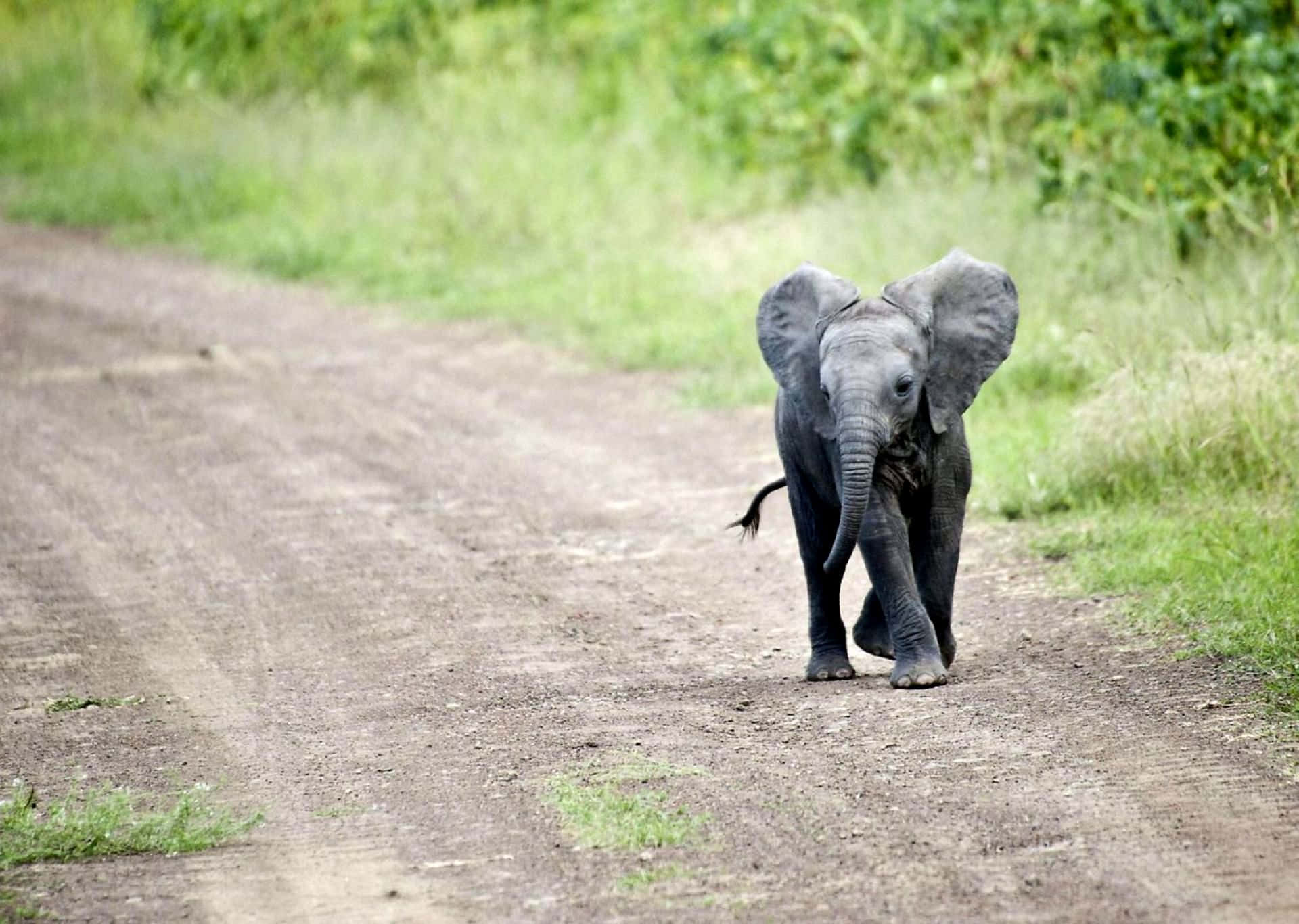 Enstolt Afrikansk Elefant Står Uanfægtet I Sit Naturlige Habitat.