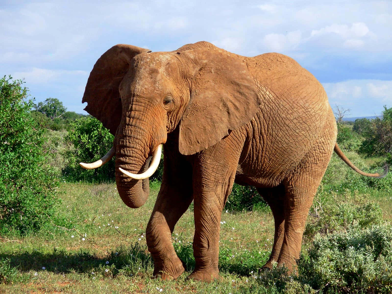 Billedeaf En Majestætisk Grå Elefant I Det Afrikanske Vildnis.