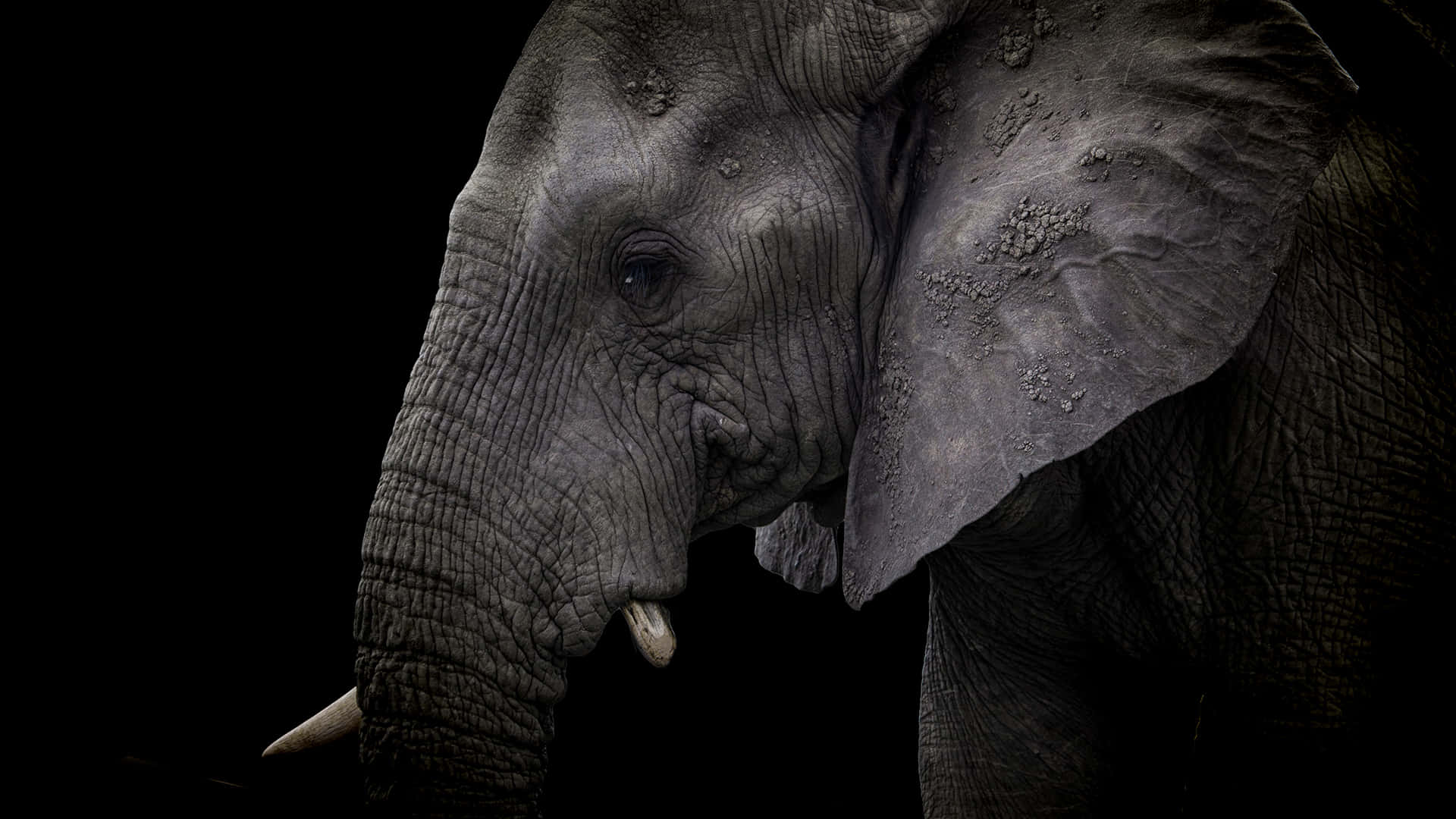 Enkæmpe Elefant, Der Går Gennem Den Afrikanske Savanne Om Natten.