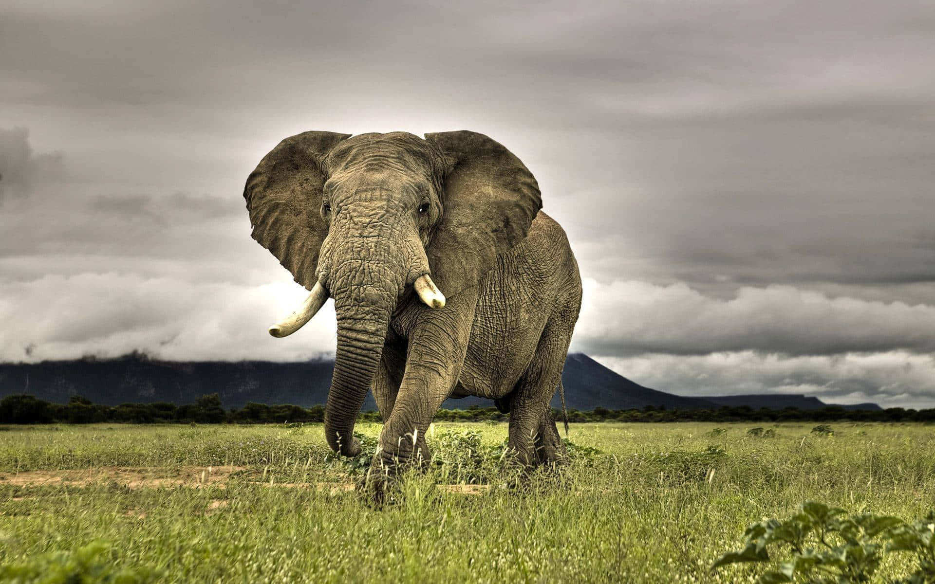 Majestætiskafrikansk Elefant, Der Går I Savannen.